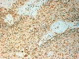 TET2 Antibody - Goat Anti-TET2  Antibody (4µg/ml) staining of paraffin embedded Human Spleen. Steamed antigen retrieval with citrate buffer pH 6, HRP-staining.