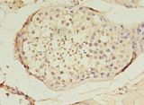 TET3 Antibody - Immunohistochemistry of paraffin-embedded human testis using antibody at 1:100 dilution.  This image was taken for the unconjugated form of this product. Other forms have not been tested.