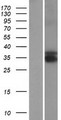 TEX13B Protein - Western validation with an anti-DDK antibody * L: Control HEK293 lysate R: Over-expression lysate