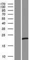 TEX22 Protein - Western validation with an anti-DDK antibody * L: Control HEK293 lysate R: Over-expression lysate