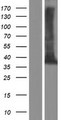 TEX264 Protein - Western validation with an anti-DDK antibody * L: Control HEK293 lysate R: Over-expression lysate