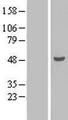 TEX9 Protein - Western validation with an anti-DDK antibody * L: Control HEK293 lysate R: Over-expression lysate