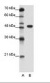 TFAP2A / AP-2 Antibody - A: Marker, B: HepG2 Cell Lysate.  This image was taken for the unconjugated form of this product. Other forms have not been tested.