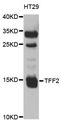 TFF2 / SP Antibody - Western blot analysis of extracts of HT29  cells.