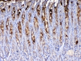 TFF2 / SP Antibody - Immunohistochemistry - Anti-TFF2 Picoband Antibody