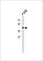 TGIF1 Antibody - Western blot of lysate from A549 cell line, using TGIF1 Antibody. Antibody was diluted at 1:1000. A goat anti-rabbit IgG H&L (HRP) at 1:5000 dilution was used as the secondary antibody. Lysate at 35ug.