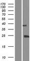 TGIF2LY Protein - Western validation with an anti-DDK antibody * L: Control HEK293 lysate R: Over-expression lysate