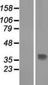 THAP10 Protein - Western validation with an anti-DDK antibody * L: Control HEK293 lysate R: Over-expression lysate