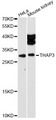 THAP3 Antibody - Western blot analysis of extracts of various cell lines, using THAP3 antibody at 1:1000 dilution. The secondary antibody used was an HRP Goat Anti-Rabbit IgG (H+L) at 1:10000 dilution. Lysates were loaded 25ug per lane and 3% nonfat dry milk in TBST was used for blocking. An ECL Kit was used for detection and the exposure time was 90s.