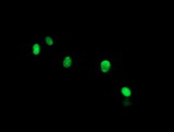 THAP6 Antibody - Anti-THAP6 mouse monoclonal antibody immunofluorescent staining of COS7 cells transiently transfected by pCMV6-ENTRY THAP6.