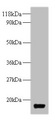 Thioredoxin-1 Antibody - Western blot All lanes: Thioredoxin-1 antibody at 2µg/ml + DH5a whole cell lysate Secondary Goat polyclonal to rabbit IgG at 1/10000 dilution Predicted band size: 12 kDa Observed band size: 12 kDa