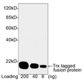 Thioredoxin / TRX Tag Antibody - Western blot of Trx-tagged fusion protein using Trx-tag Antibody, mAb, Mouse (Trx-tag Antibody, mAb, Mouse, 1 ug/ml) The signal was developed with One-Step Western Basic Kit (mouse). Predicted Size: 18 kD Observed Size: 18 kD