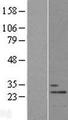 THOC7 Protein - Western validation with an anti-DDK antibody * L: Control HEK293 lysate R: Over-expression lysate