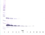 THPO / TPO / Thrombopoietin Antibody - Western Blot (reducing) of Thrombopoietin antibody. This image was taken for the unconjugated form of this product. Other forms have not been tested.