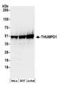 THUMPD1 Antibody - Detection of human THUMPD1 by western blot. Samples: Whole cell lysate (50 µg) from HeLa, HEK293T, and Jurkat cells prepared using NETN lysis buffer. Antibodies: Affinity purified rabbit anti-THUMPD1 antibody used for WB at 0.1 µg/ml. Detection: Chemiluminescence with an exposure time of 10 seconds.