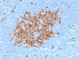 thyA / Thymidylate Synthetase Antibody - IHC testing of FFPE human tonsil tissue with TYMS antibody. HIER: boil tissue sections in pH6, 10mM citrate buffer, for 10-20 min followed by cooling at RT for 20 min.