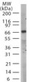 TICAM1 / TRIF Antibody - Western blot of TICAM1 in mouse spleen lysate using antibody at 1:1000 dilution.
