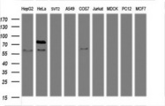 TICAM1 / TRIF Antibody - Western blot of extracts (35 ug) from 9 different cell lines by using anti-TICAM1 monoclonal antibody (HepG2: human; HeLa: human; SVT2: mouse; A549: human; COS7: monkey; Jurkat: human; MDCK: canine; PC12: rat; MCF7: human).
