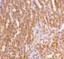 TICAM2 / TRAM Antibody - IHC of mouse kidney using TIRP antibody at 2 ug/ml.