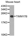 TIMM17B Antibody - Western blot analysis of extracts of mouse heart cells.