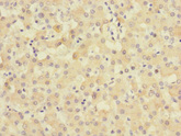 TIMM50 Antibody - Immunohistochemistry of paraffin-embedded human liver tissue at dilution 1:100