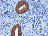 TIMP2 Antibody - IHC of paraffin-embedded Human endometrium tissue using anti-TIMP2 mouse monoclonal antibody.