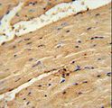TIMP4 Antibody - TIMP4 Antibody immunohistochemistry of formalin-fixed and paraffin-embedded mouse heart tissue followed by peroxidase-conjugated secondary antibody and DAB staining.
