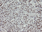 TLE1 / TLE 1 Antibody - IHC of paraffin-embedded Human pancreas tissue using anti-TLE1 mouse monoclonal antibody. (Heat-induced epitope retrieval by 10mM citric buffer, pH6.0, 100C for 10min).