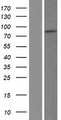 TLE3 Protein - Western validation with an anti-DDK antibody * L: Control HEK293 lysate R: Over-expression lysate