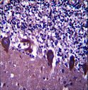 TLE6 Antibody - TLE6 Antibody immunohistochemistry of formalin-fixed and paraffin-embedded human cerebellum tissue followed by peroxidase-conjugated secondary antibody and DAB staining.