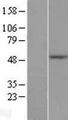 TLE6 Protein - Western validation with an anti-DDK antibody * L: Control HEK293 lysate R: Over-expression lysate