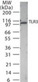 TLR3 Antibody - Western blot of TLR3 in 15 ug/lane mouse spleen tissue lysate.