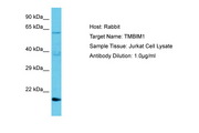 TMBIM1 Antibody -  This image was taken for the unconjugated form of this product. Other forms have not been tested.