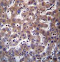 TMBIM1 Antibody - TMBIM1 Antibody immunohistochemistry of formalin-fixed and paraffin-embedded human liver tissue followed by peroxidase-conjugated secondary antibody and DAB staining.