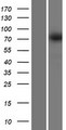 TMCC2 Protein - Western validation with an anti-DDK antibody * L: Control HEK293 lysate R: Over-expression lysate