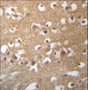 TMCC3 Antibody - TMCC3 Antibody immunohistochemistry of formalin-fixed and paraffin-embedded human brain tissue followed by peroxidase-conjugated secondary antibody and DAB staining.