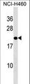 TMED10 / TMP21 Antibody - TMED10 Antibody western blot of NCI-H460 cell line lysates (35 ug/lane). The TMED10 antibody detected the TMED10 protein (arrow).