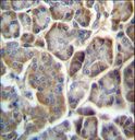 TMED9 Antibody - TMED9 Antibody immunohistochemistry of formalin-fixed and paraffin-embedded human pancreas tissue followed by peroxidase-conjugated secondary antibody and DAB staining.