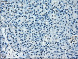 TMEM100 Antibody - IHC of paraffin-embedded pancreas tissue using anti-TMEM100 mouse monoclonal antibody. (Dilution 1:50).