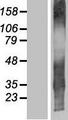TMEM107 Protein - Western validation with an anti-DDK antibody * L: Control HEK293 lysate R: Over-expression lysate