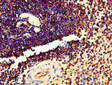 TMEM11 Antibody - Immunohistochemistry of paraffin-embedded human spleen tissue at dilution of 1:100