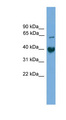 TMEM130 Antibody - TMEM130 antibody Western blot of Mouse Muscle lysate. This image was taken for the unconjugated form of this product. Other forms have not been tested.