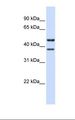 TMEM135 Antibody - Fetal brain lysate. Antibody concentration: 1.0 ug/ml. Gel concentration: 12%.  This image was taken for the unconjugated form of this product. Other forms have not been tested.
