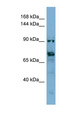 TMEM146 Antibody - TMEM146 antibody Western blot of HepG2 cell lysate. This image was taken for the unconjugated form of this product. Other forms have not been tested.