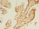TMEM165 Antibody - Immunohistochemistry of paraffin-embedded human placenta tissue using antibody at dilution of 1:100.