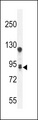 TMEM168 Antibody - TM168 Antibody western blot of A549 cell line lysates (35 ug/lane). The TM168 antibody detected the TM168 protein (arrow).
