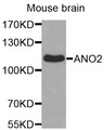 TMEM16B / ANO2 Antibody - Western blot analysis of extracts of Mouse brain cell line, using ANO2 antibody.