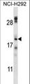 TMEM17 Antibody - TMEM17 Antibody western blot of NCI-H292 cell line lysates (35 ug/lane). The TMEM17 antibody detected the TMEM17 protein (arrow).