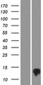 TMEM170B Protein - Western validation with an anti-DDK antibody * L: Control HEK293 lysate R: Over-expression lysate