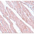 TMEM184C Antibody - Immunohistochemistry of TMEM184C in mouse heart tissue with TMEM184C antibody at 5 µg/mL.